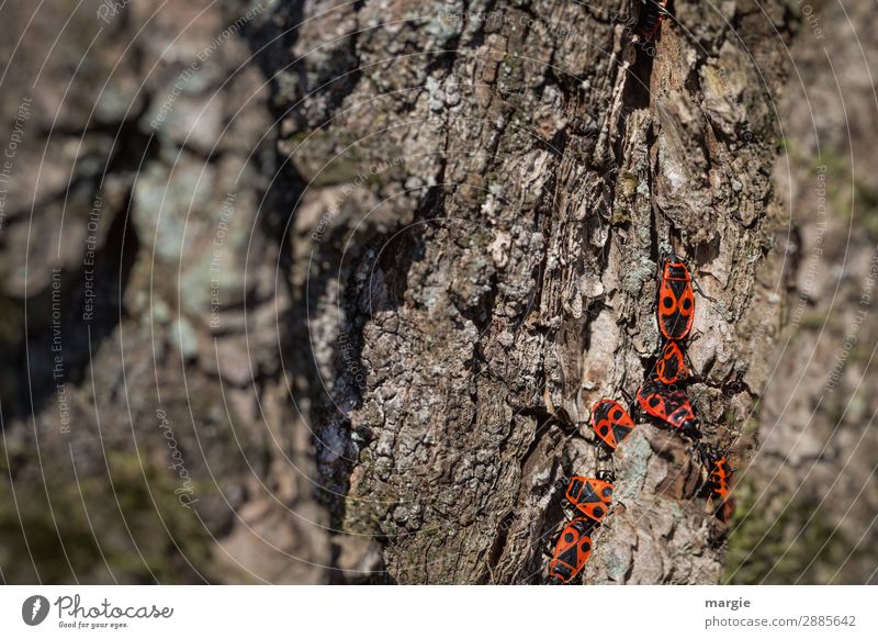Disagreement on the tree trunk Nature Animal Spring Beautiful weather Tree Foliage plant Garden Park Forest Wild animal Beetle Group of animals Animal family