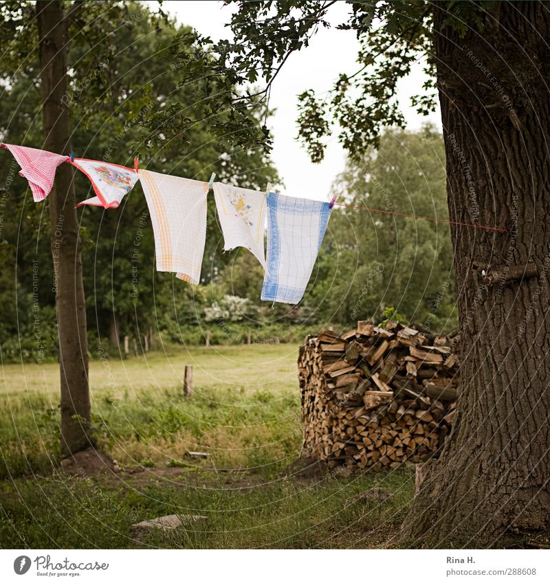 country life Summer Beautiful weather Tree Garden Laundry Wood Hang Authentic Natural Clean Nature Pure Oak tree Towel Colour photo Exterior shot Deserted