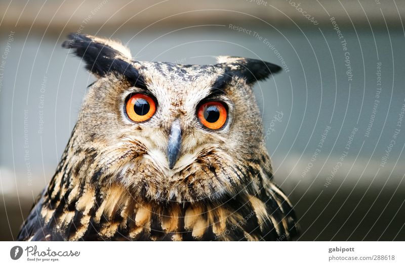 shuhu Animal Wild animal Owl birds 1 Observe Listening Large Brown Orange Contentment Nature Hunter Eyes Looking Concentrate Far-off places Instinct Wild bird
