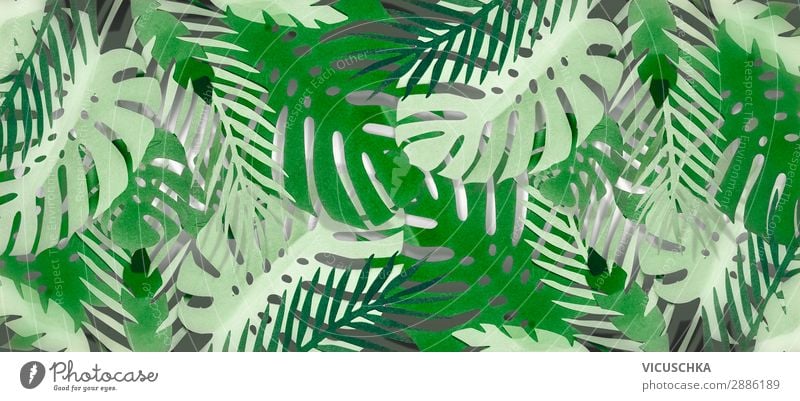 Tropical Leaves Background . Style Design Spa Summer Garden Nature Leaf Oasis Decoration Flag Background picture Virgin forest Palm frond Monstera Colour photo