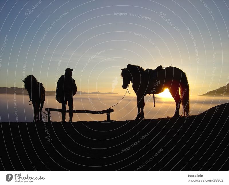 Waiting at the foot of the Wulkan Horse Sunrise Moody Expectation Human being