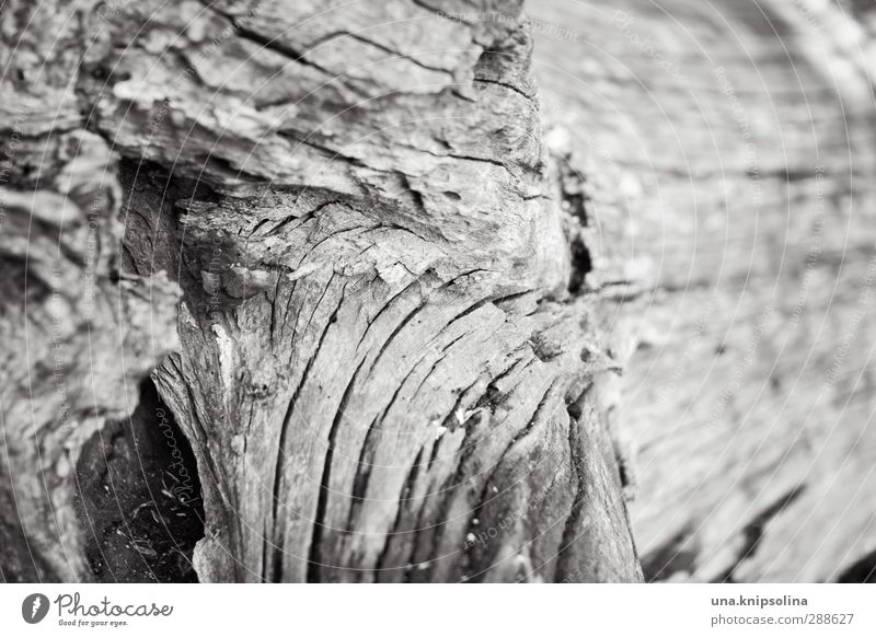 brittle Nature Plant Tree Wood Natural Senior citizen Environment Transience Tree trunk Rough Dry Black & white photo Close-up Detail Pattern
