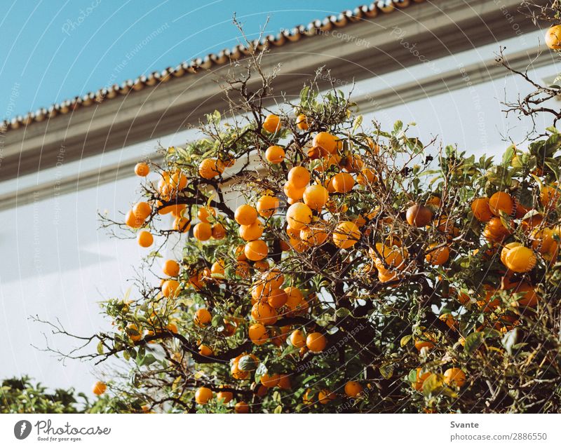 Orange tree in Portugal Tree Faro Vacation & Travel Fruit Fruit trees City Growth Fresh Colour photo Deserted Day