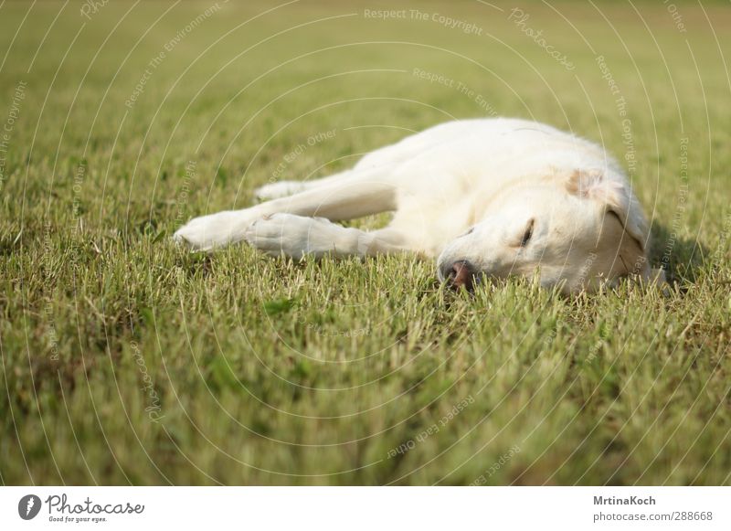 jagadamba, you might. Animal Pet Dog 1 Illuminate Love Lie Sleep Dream Labrador Blonde Dreamily Colour photo Multicoloured Exterior shot Close-up Deserted
