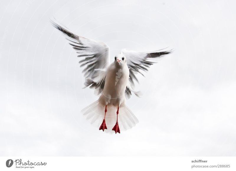 Dove of peace in spe Animal Bird 1 Flying Judder Looking Wing Animal foot Feather Flight of the birds Seagull Gull birds Central Beg Heaven Clouds Peace Freedom