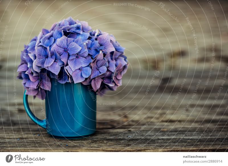 Still Life with Hortensia Lifestyle Plant Flower Bushes Agricultural crop hydrangea Bouquet Mug Vase Cup Fragrance Simple Elegant Fresh Natural Retro Blue Brown