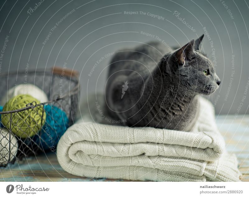 Russian Blue Cat Elegant Style Relaxation Handcrafts Knit Living or residing Animal Pet 1 Ceiling knitted blanket ball of knitwear Knot Basket Wire basket