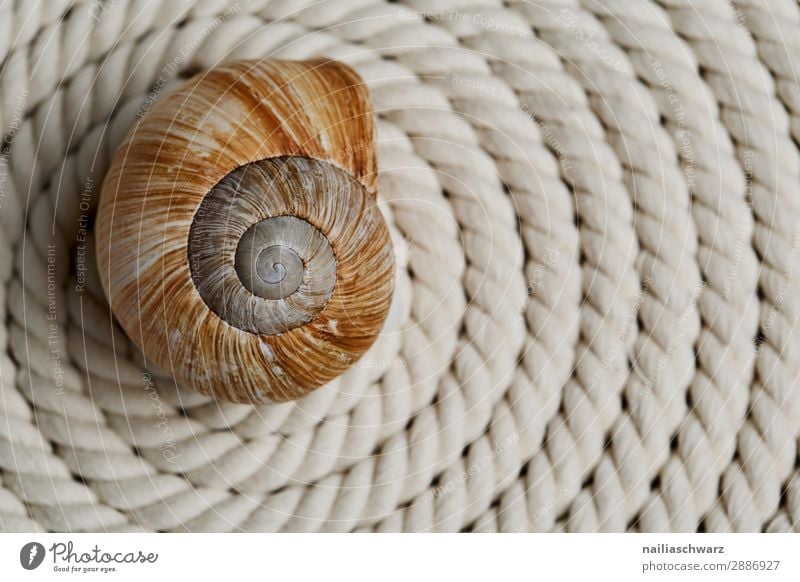 spirals Lifestyle Sign Ornament Line Rope Pulley Snail shell Spiral Authentic Natural Strong Brown Gray Power Infinity Colour photo Exterior shot Flash photo