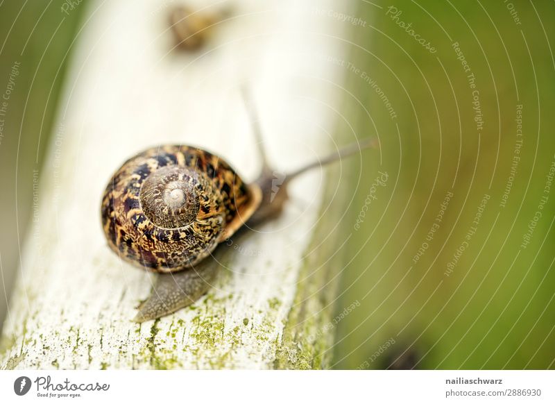 Garden Snail Helicidae snail garden garden animal summer outside band banded yellow black tiny small pest slime slimy crawl flower purple violet crawling slow