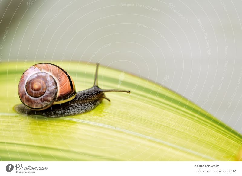 Snail on green Leaf Helicidae snail garden garden animal leaf plant blade summer outside band banded yellow black tiny small pest slime slimy crawl crawling