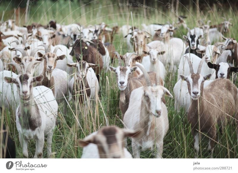 goat meadow Nature Plant Grass Meadow Animal Farm animal Goats Group of animals Natural Brown Green Colour photo Exterior shot Deserted Day
