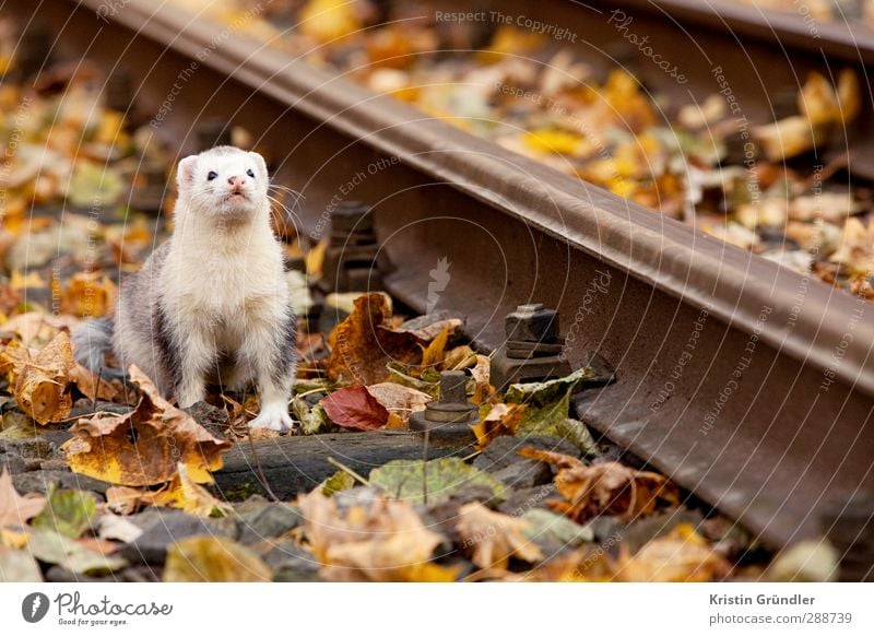 Ferrets in autumn Lifestyle Happy Allergy Leisure and hobbies Playing Hunting Children's game Vacation & Travel Tourism Trip Adventure Freedom Garden Friendship