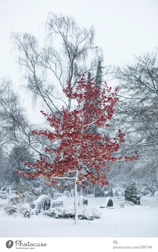 eccentric Environment Nature Landscape Winter Climate Climate change Ice Frost Snow Snowfall Tree Exceptional Red White Beautiful Belief Cold Religion and faith