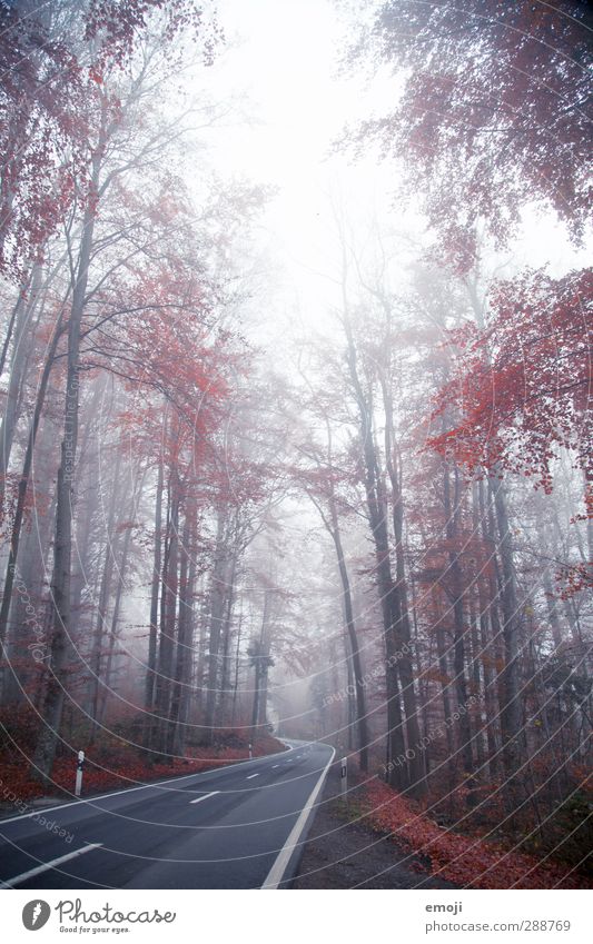 Road into the Unknown Environment Nature Landscape Autumn Winter Bad weather Fog Plant Tree Natural Red Street Colour photo Exterior shot Deserted Day Light