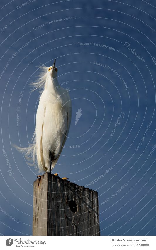 windswept Heron Little Egret Egretta garzetta Feather Wind Blow Wood Wooden stake Mooring post Bird Stride bird White Delicate Florida Americas Stand Pride