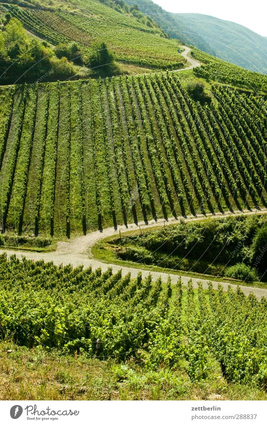 vineyard Vacation & Travel Agriculture Forestry Environment Nature Landscape Plant Summer Climate Climate change Weather Beautiful weather Foliage plant