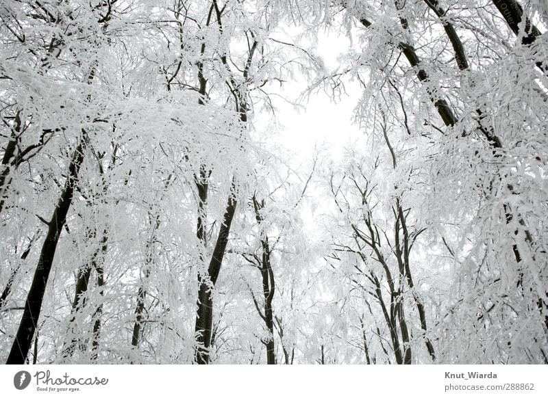 Winter, snow-covered trees Environment Nature Landscape Sky Climate Weather Snow Tree Forest Wood Freeze Cold Beautiful Black White Winter forest Snowscape