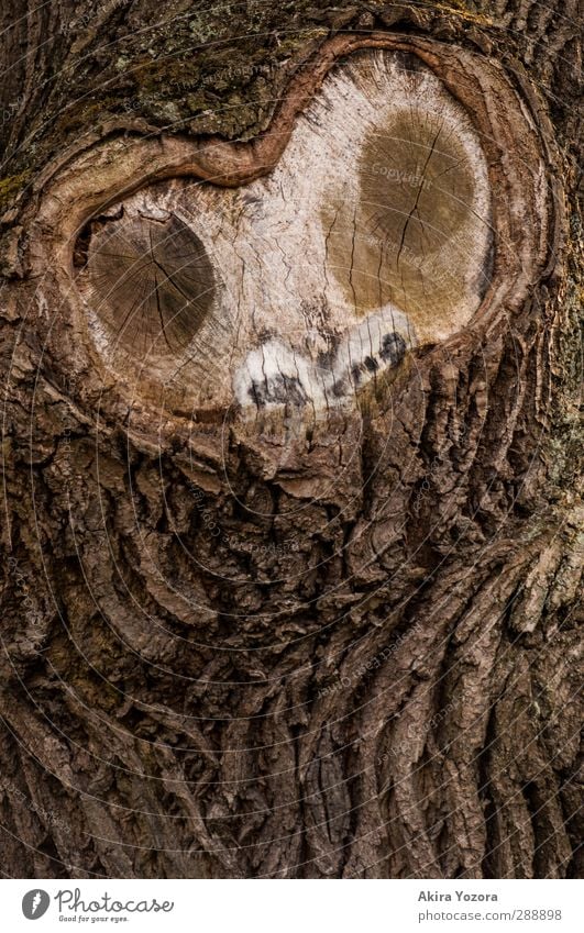 o.o. Tree Tree bark Face Observe Nature Natural Looking Watchfulness
