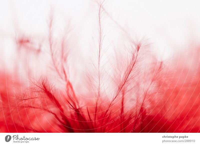Feather tender Pelt Exceptional Near Soft Red Vessel Colour photo Close-up Detail Macro (Extreme close-up) Abstract Structures and shapes Deserted