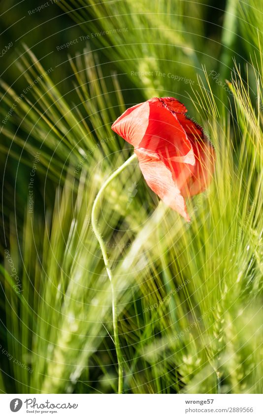 Easter Poppy Day Nature Plant Summer Flower Blossom Agricultural crop Grain Field Blossoming Growth Green Red Black Poppy blossom Cornfield Ear of corn