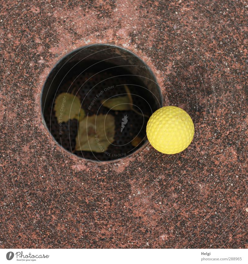 I could've been in there, too. Leisure and hobbies Playing Mini golf Hollow Ball Autumn Leaf Concrete Plastic Lie Esthetic Authentic Exceptional Round Brown