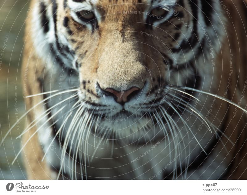 tiger Power Dangerous Life Desire Energy industry Threat danger