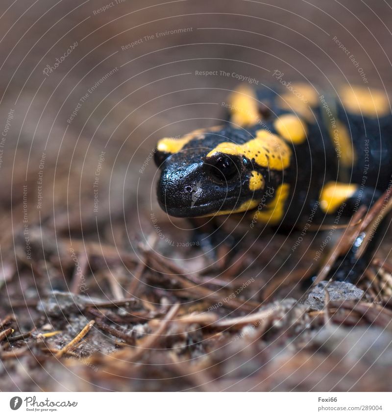 Lurchi Autumn Climate River bank Wild animal fire salamander 1 Animal Stone Wood Water Cold Brown Yellow Black Patient Colour photo Exterior shot
