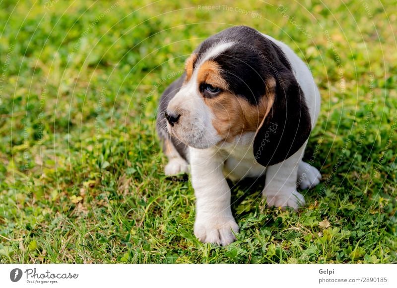 Beautiful beagle puppy on the green grass Garden Friendship Nature Landscape Animal Grass Pet Dog Small Cute Crazy Brown White Obedient Energy Puppy Beagle