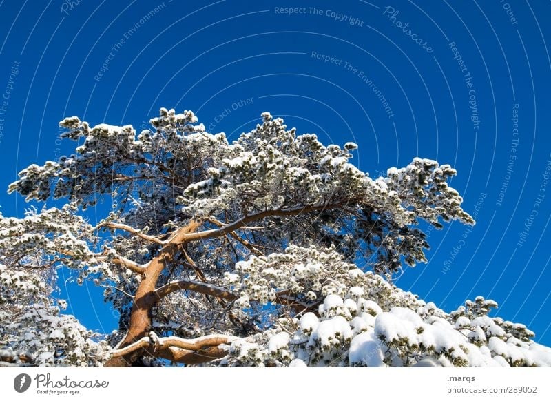 jaw Environment Nature Cloudless sky Winter Climate Beautiful weather Snow Tree Pine Large Tall Cold Perspective Colour photo Exterior shot Deserted