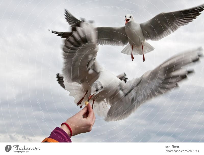 Myeinseinseins! Hand Fingers 1 Human being Animal Bird 3 Group of animals Flock To feed Feeding Argument Crazy Fight Food envy Food dispenser Wing Rant Seagull