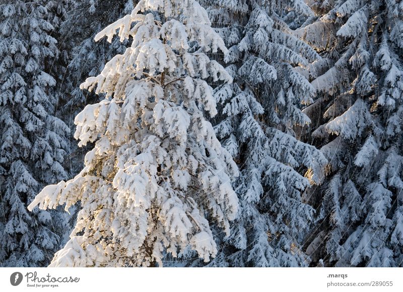 icing sugar Trip Winter vacation Environment Nature Landscape Climate Beautiful weather Snow Coniferous trees Forest Cold White Virgin snow Colour photo