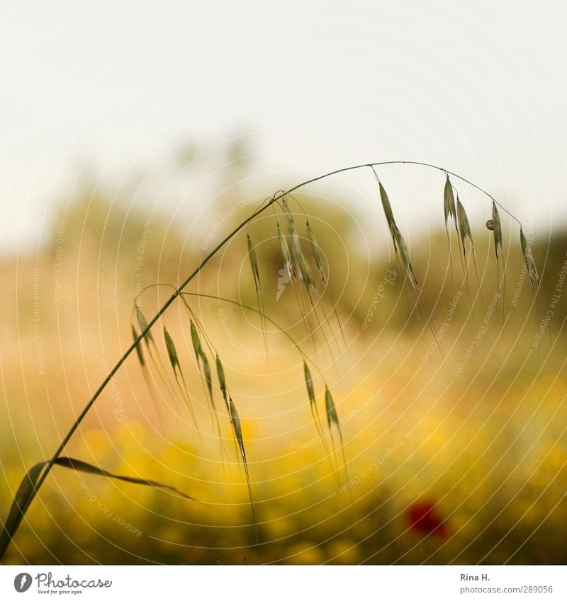 spring Spring Beautiful weather Field Blossoming Natural Yellow Joie de vivre (Vitality) Spring fever Grain Blade of grass Square Colour photo Exterior shot