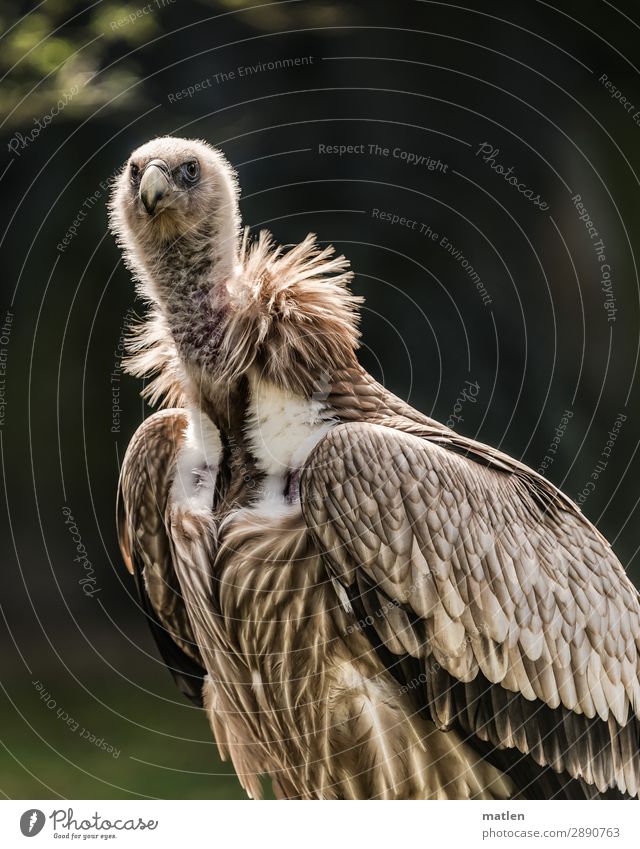 Madam Animal Bird 1 Observe Brown Green Vulture Skeptical Colour photo Subdued colour Exterior shot Close-up Copy Space left Copy Space right Copy Space top