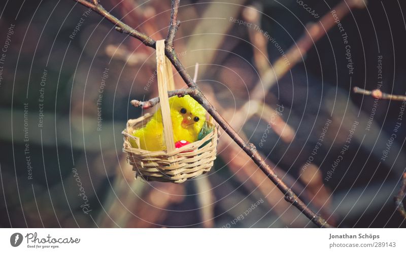haha soon is Easter! Nature Happiness Happy Funny Easter egg nest Branch Twig Search Find Gift Nest Chick Joy Cute Beautiful Small Exterior shot Colour photo