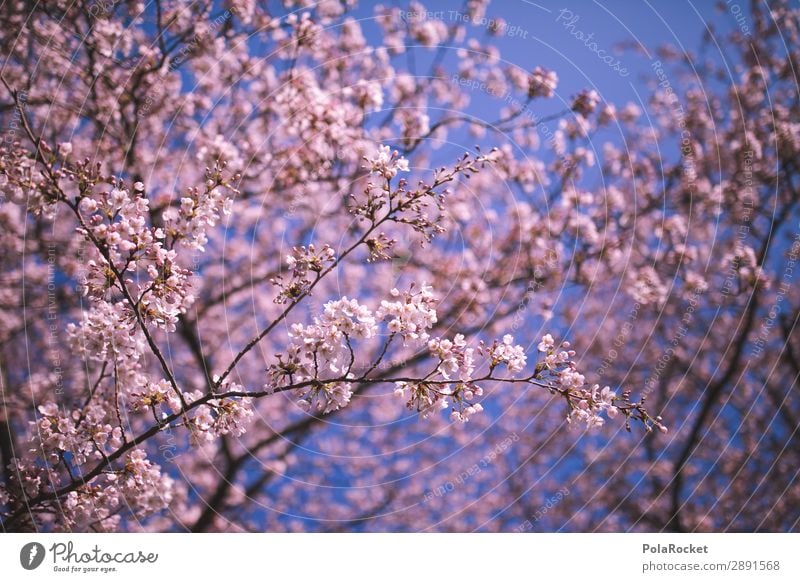 #A# Flower festival Environment Nature Landscape Plant Esthetic Spring Spring day Spring colours Spring celebration Pink Cherry blossom Colour photo