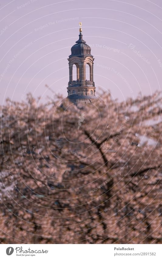 #A# Big Sister Environment Nature Landscape Esthetic Frauenkirche Dresden Domed roof Tower Building Part of a building Cherry blossom Spring Spring fever
