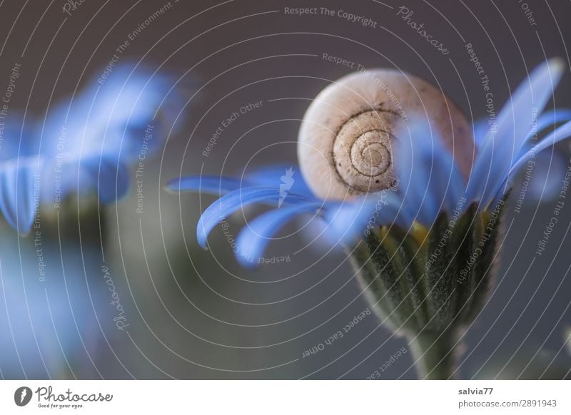 Delicate Blue Environment Nature Plant Flower Blossom Garden Animal Snail 1 Blossoming Above Round Soft Gray Fragrance Calm Protection Structures and shapes