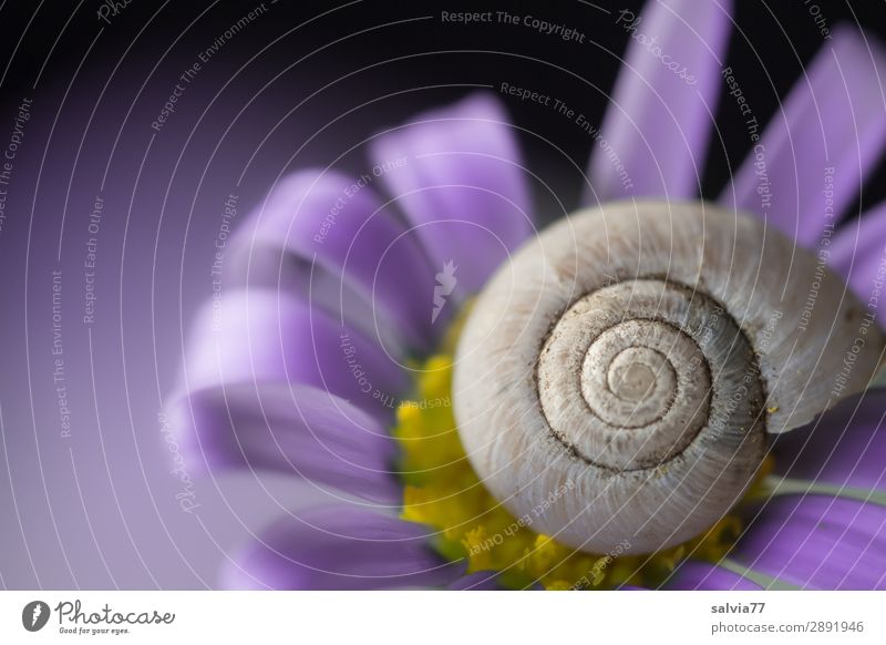 purple Environment Nature Spring Summer Flower Blossom Garden Animal Snail Snail shell 1 Esthetic Above Positive Round Beautiful Violet Protection Spiral