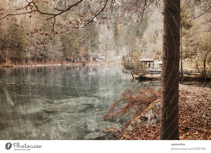 Blausee Vacation & Travel Tourism Trip Environment Nature Landscape Water Forest Lakeside Pond Dark Fluid Wet Natural Wild Nature reserve Experiencing nature