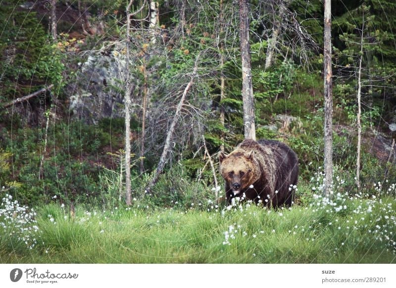 growler Hunting Environment Nature Landscape Animal Meadow Forest Pelt Wild animal 1 Observe Threat Curiosity Strong Brown Green Appetite Fear Force Bear