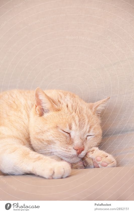 #A# chill out Lifestyle Esthetic Cat Domestic cat Cat's head Cat's paw Cat lover Sleep Relaxation Lie Animal Colour photo Subdued colour Exterior shot Detail