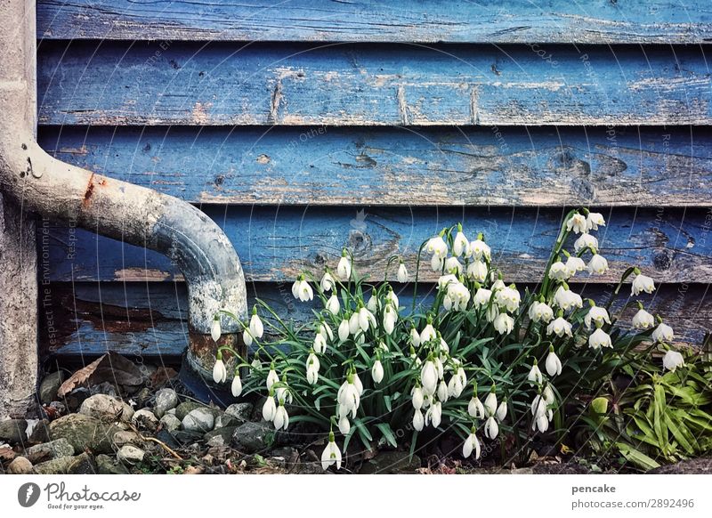 bells ringing Nature Plant Water Spring Flower Blossom Garden Growth Snowdrop Spring snowflake Wooden wall Blue Weathered Downpipe Fresh Beginning Colour photo