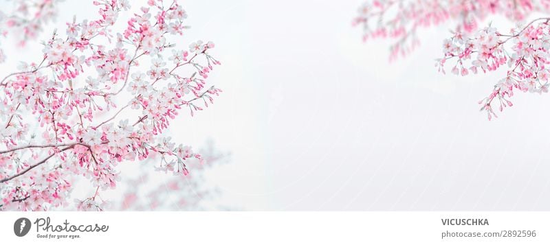 Pink white spring blossom of cherry on white background. Floral frame. Springtime nature background. Template or banner pink jump floral springtime template