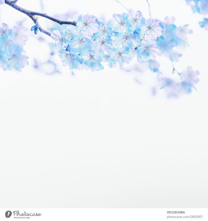 Blue flower on white background Design Summer Nature Plant Spring Blossom Blossoming White Background picture Bright background Colour photo Exterior shot