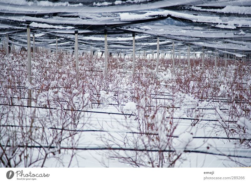 blueberry field Environment Nature Winter Snow Plant Bushes Field Cold White Blueberry Farm Agriculture Colour photo Exterior shot Deserted Day