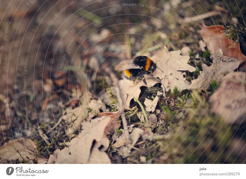 bumblebee Environment Nature Plant Animal Autumn Leaf Forest Farm animal Wild animal Bumble bee 1 Natural Colour photo Exterior shot Deserted Day