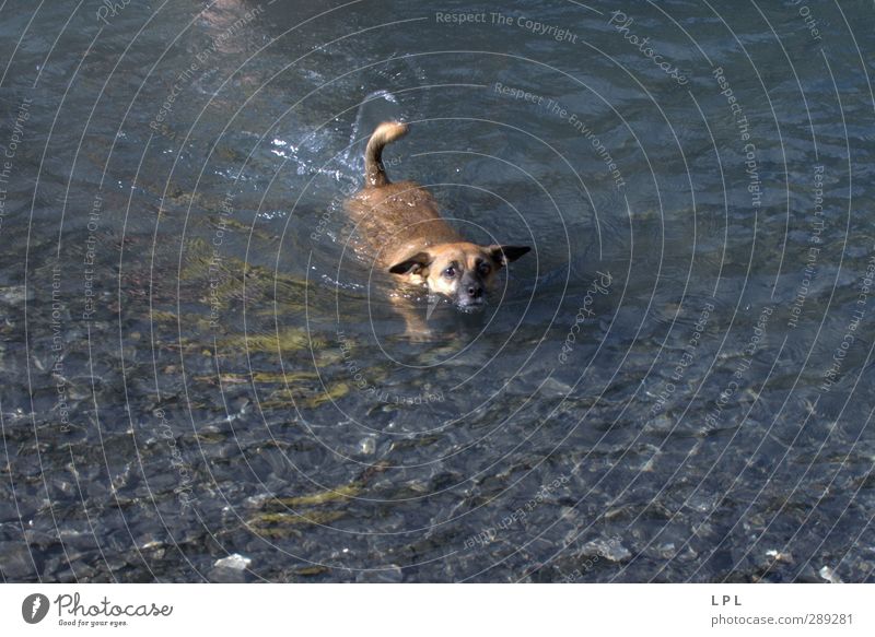 swimming dog reaches shore Mountain Hiking Environment Nature Water Lake Animal Pet Dog Animal face Pelt 1 Movement Swimming & Bathing Funny Wet Natural