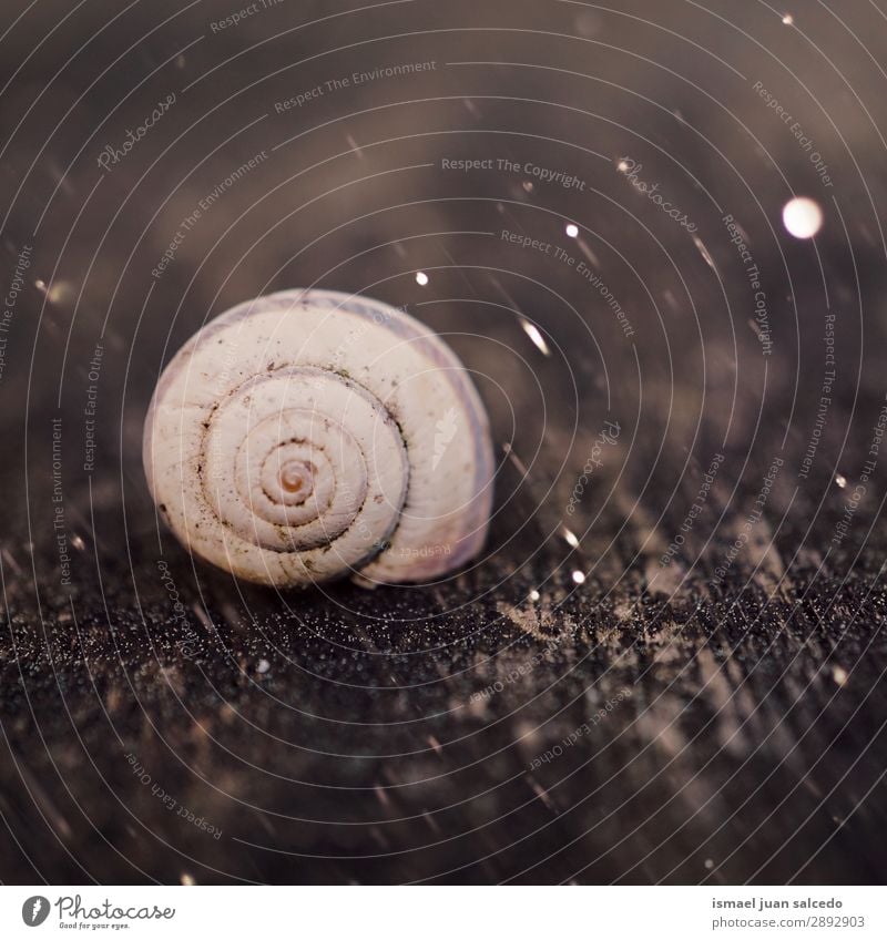 snail in the nature in springtime Snail Animal Bug White Insect Small Shell Spiral Nature Plant Garden Exterior shot Fragile Cute Beauty Photography Loneliness