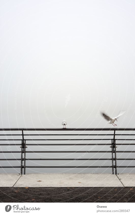foggy seagulls Bird Animal Seagull 2 Handrail Bridge railing Railing Fog Subdued colour Day Exterior shot Flying Landing Sit Copy Space middle Copy Space top