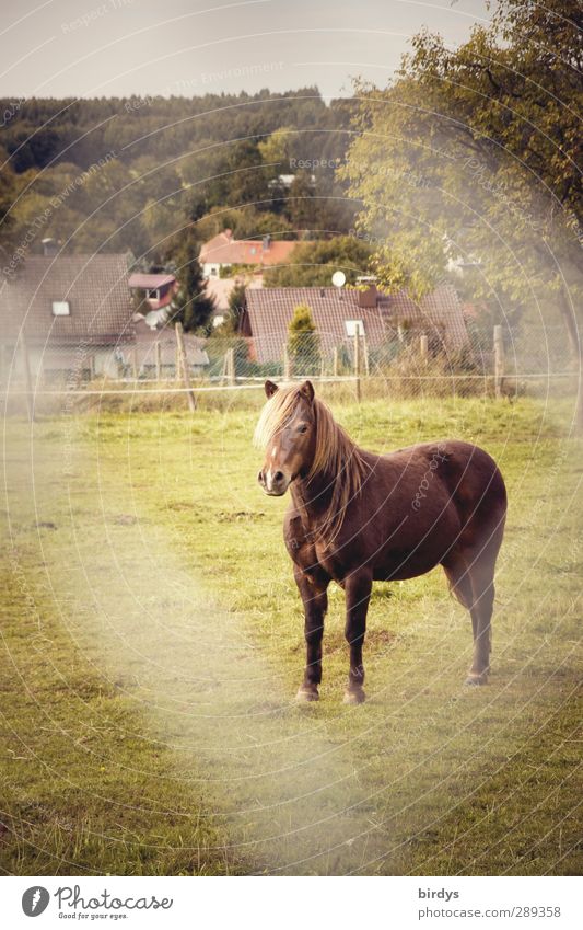 On site - Horse Meadow Pasture Village 1 Animal Stand Esthetic Friendliness Original Calm Boredom Serene Nature Wire netting fence Colour photo Exterior shot